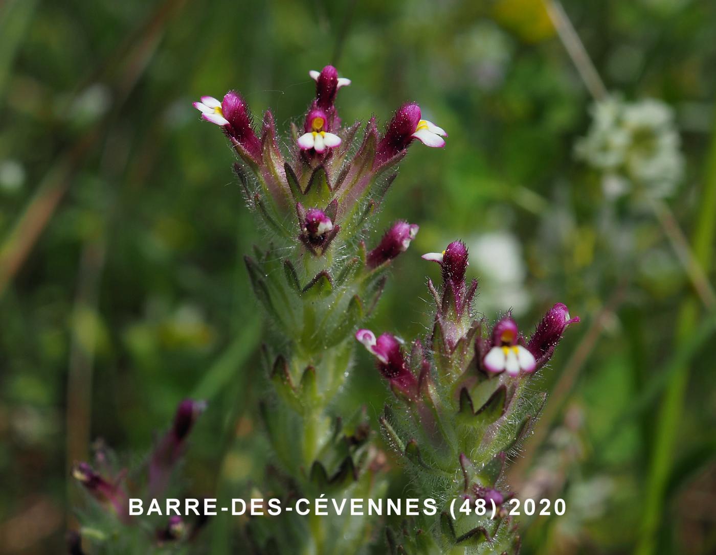 Eyebright, Wide-leaved flower